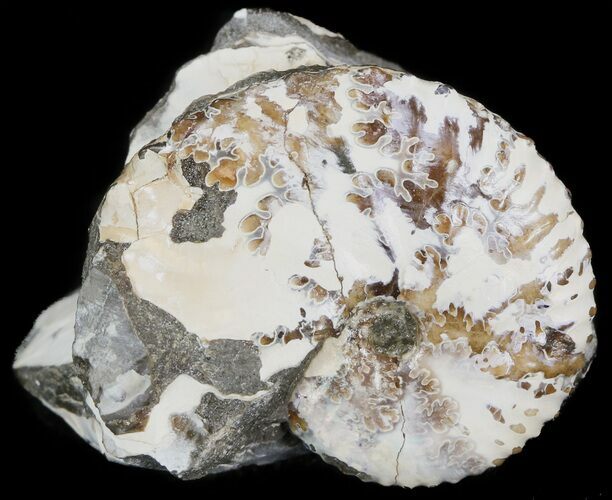 Iridescent Ammonite (Discoscaphites) - South Dakota #44037